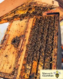 Honey bee Nucleus colonies (Nucs) - Photo 4