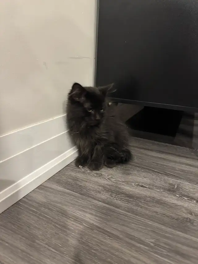 Black Kitten For Sale - Photo 2