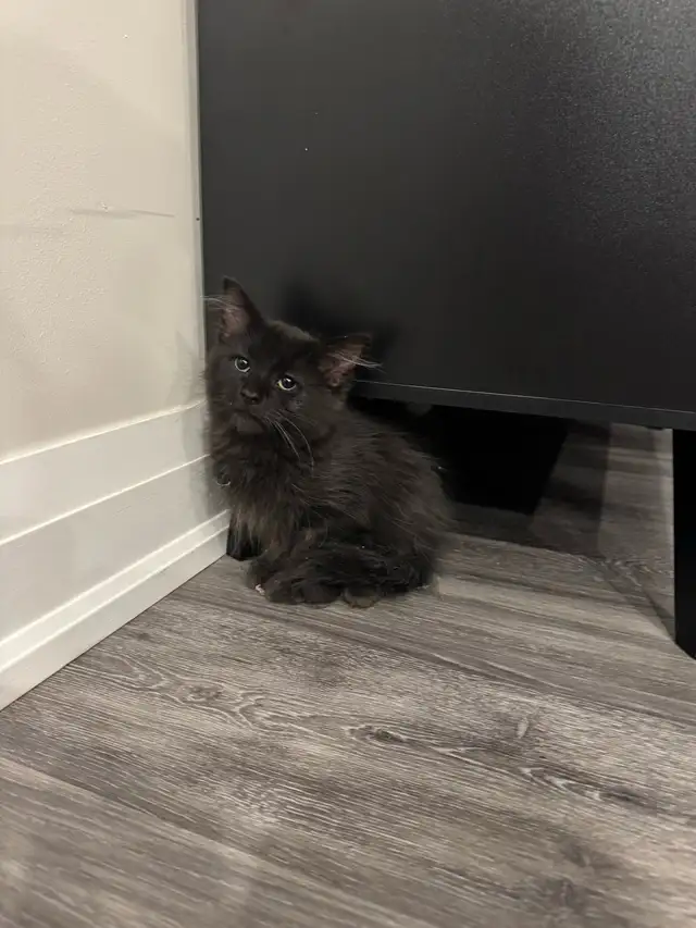 Black Kitten For Sale - Photo 3