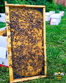 Honey bee Nucleus colonies (Nucs) - Photo 3