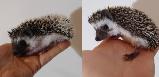 ♥2 Baby  hedgehogs Ready! Boy and girl to choose from!