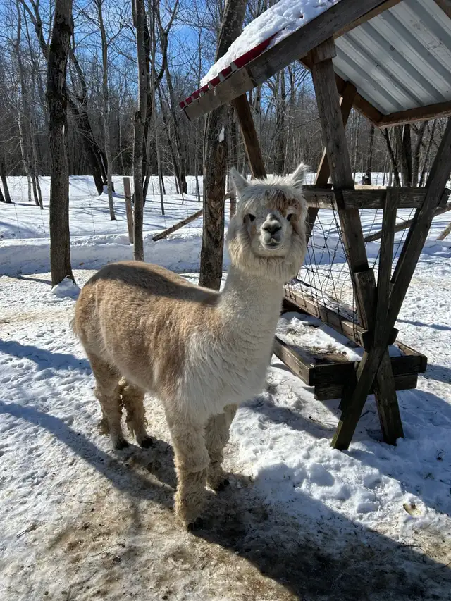 Deux alpagas mâles - Photo 2