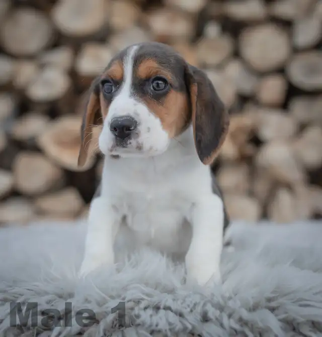 Beagle Puppies