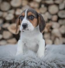 Beagle Puppies