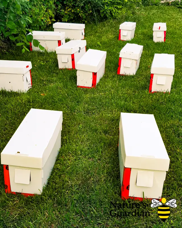 Honey bee Nucleus colonies (Nucs)