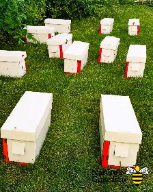 Honey bee Nucleus colonies (Nucs)