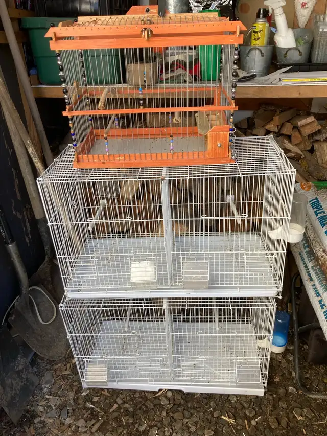 Trade for female canary