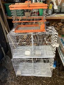 Trade for female canary