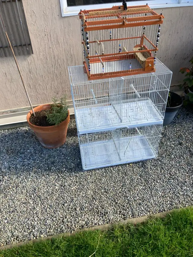 Trade for female canary - Photo 2