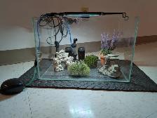 Aquarium sans rebord (rimless) 11 gallons