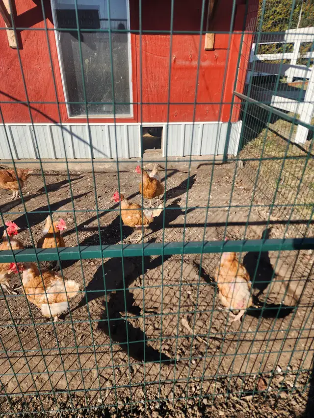 Chicken laying hens for free