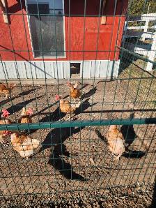 Chicken laying hens for free