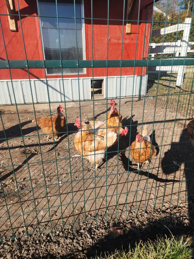 Chicken laying hens for free - Photo 2