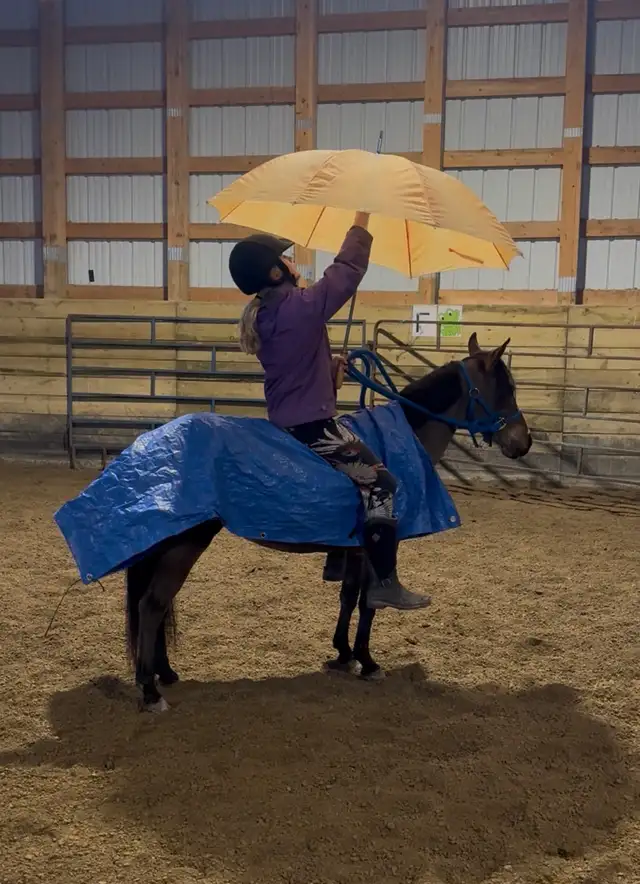 2021 Awesome kids pony - Photo 5