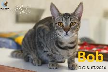 HARVEST SKY ANIMAL RESCUE - 16 ADOPTABLES!!!