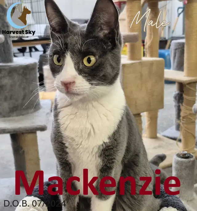 HARVEST SKY ANIMAL RESCUE - 16 ADOPTABLES!!! - Photo 2