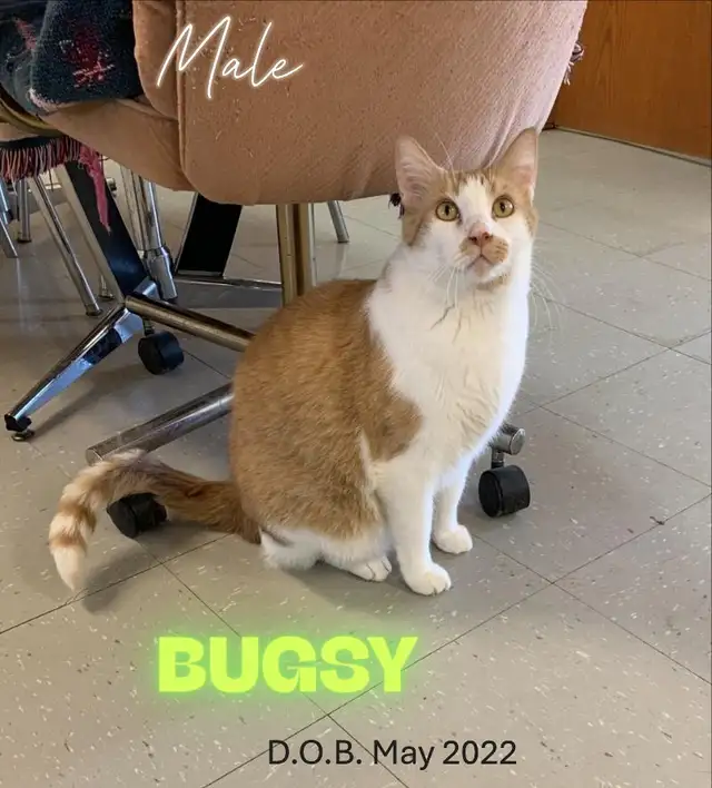 HARVEST SKY ANIMAL RESCUE - 16 ADOPTABLES!!! - Photo 4