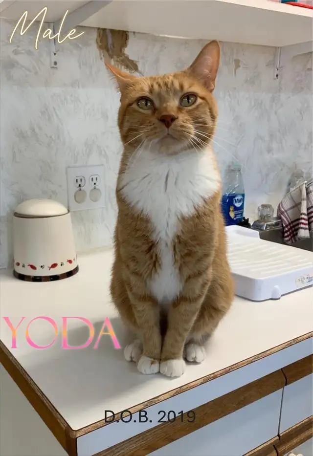 HARVEST SKY ANIMAL RESCUE - 16 ADOPTABLES!!! - Photo 5