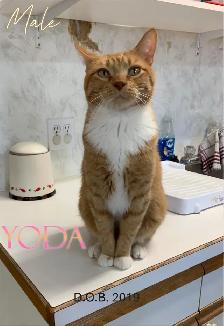 HARVEST SKY ANIMAL RESCUE - 16 ADOPTABLES!!! - Photo 5