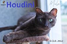 HARVEST SKY ANIMAL RESCUE - 16 ADOPTABLES!!! - Photo 7