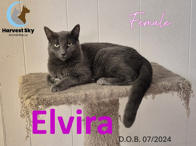 HARVEST SKY ANIMAL RESCUE - 16 ADOPTABLES!!! - Photo 8