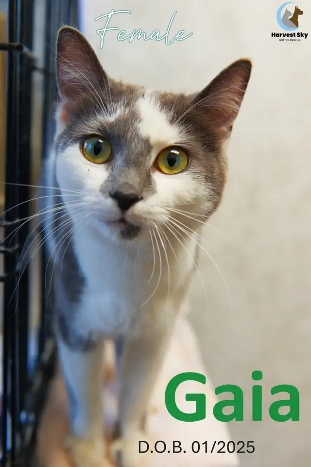 HARVEST SKY ANIMAL RESCUE - 16 ADOPTABLES!!! - Photo 9