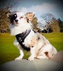 Mearle-coloured Chihuahua male ISO lady friends...