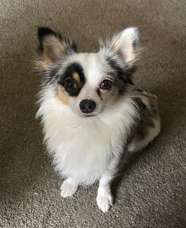 Mearle-coloured Chihuahua male ISO lady friends... - Photo 2