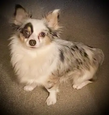 Mearle-coloured Chihuahua male ISO lady friends... - Photo 3