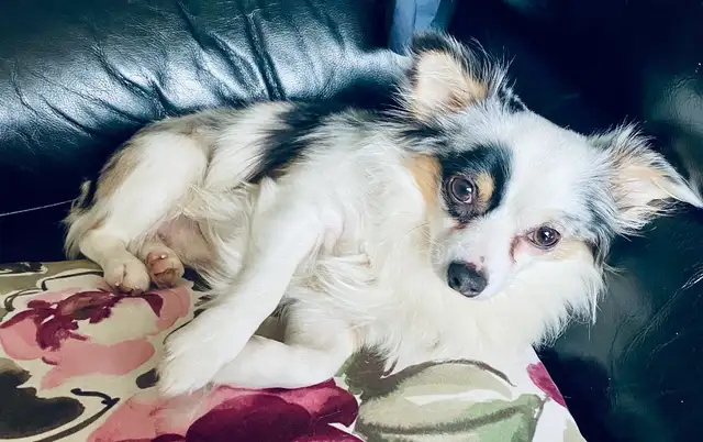 Mearle-coloured Chihuahua male ISO lady friends... - Photo 4