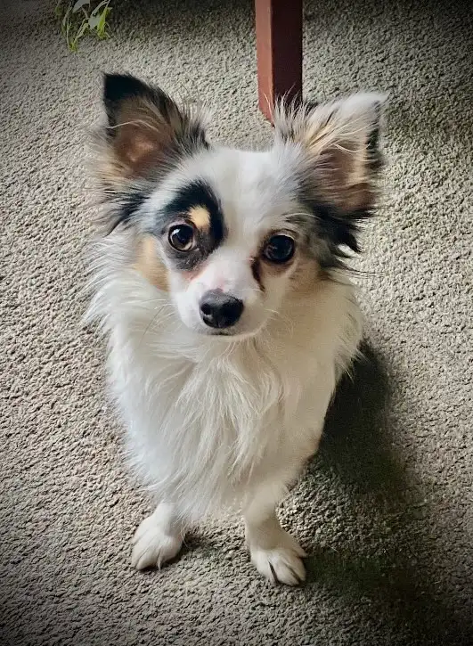 Mearle-coloured Chihuahua male ISO lady friends... - Photo 5