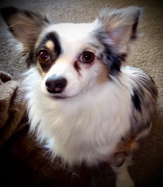 Mearle-coloured Chihuahua male ISO lady friends... - Photo 6