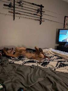 AAA     Pooper Scooper  'Spring cleaning' - Photo 3