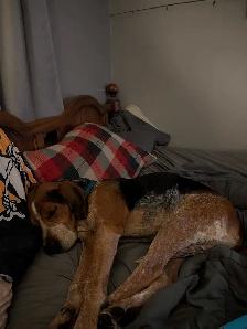 AAA     Pooper Scooper  'Spring cleaning' - Photo 4