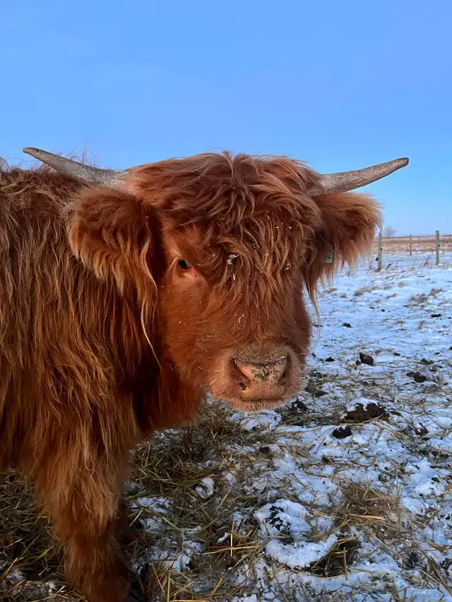 Highland heifer - Photo 2