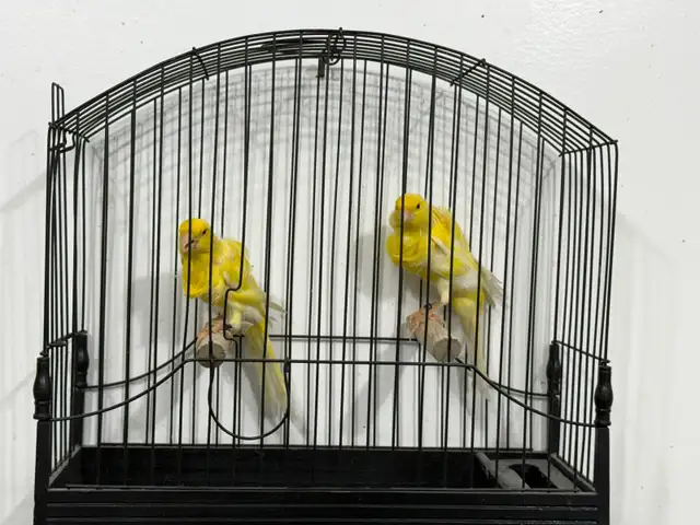 Southern Frill Canary for sale