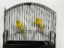 Southern Frill Canary for sale