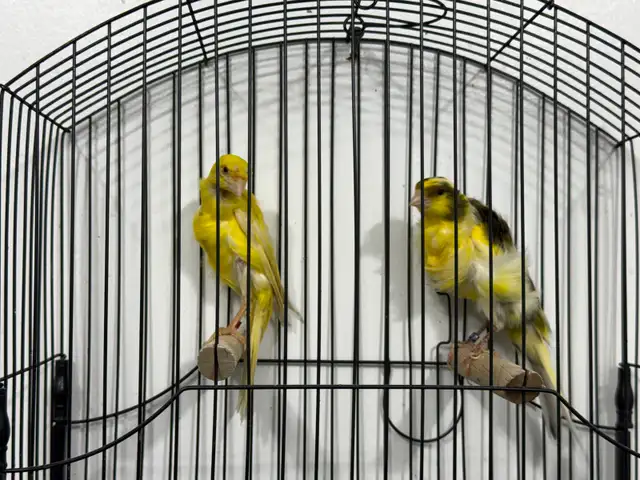 Southern Frill Canary for sale - Photo 2