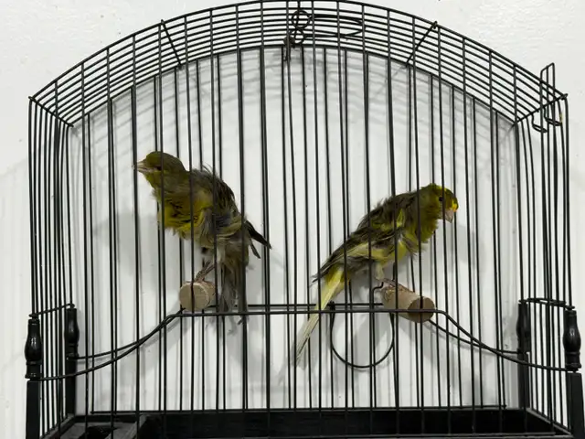 Southern Frill Canary for sale - Photo 3