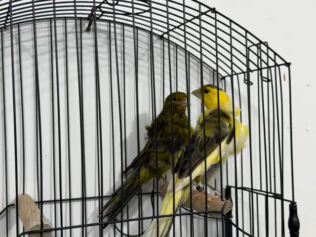 Southern Frill Canary for sale - Photo 4