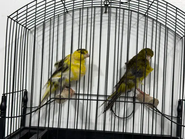 Southern Frill Canary for sale - Photo 5