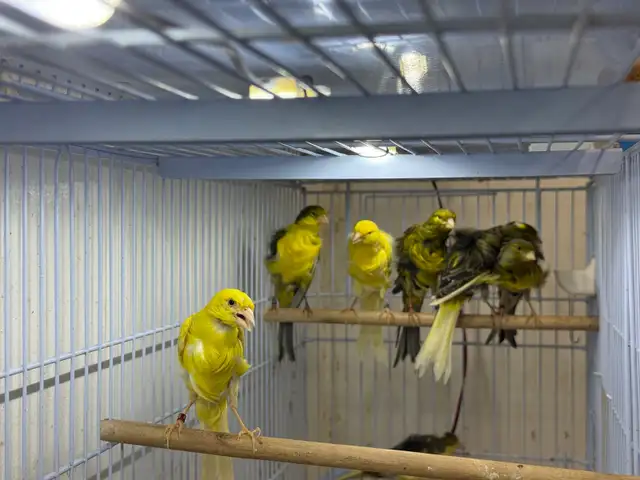 Southern Frill Canary for sale - Photo 6