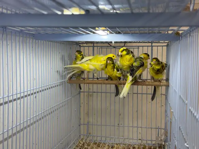 Southern Frill Canary for sale - Photo 7