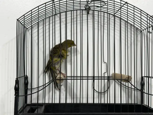 Southern Frill Canary for sale - Photo 8