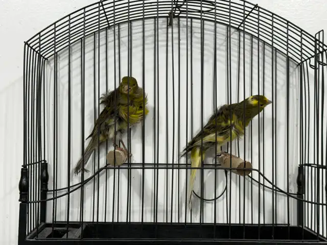 Southern Frill Canary for sale - Photo 9