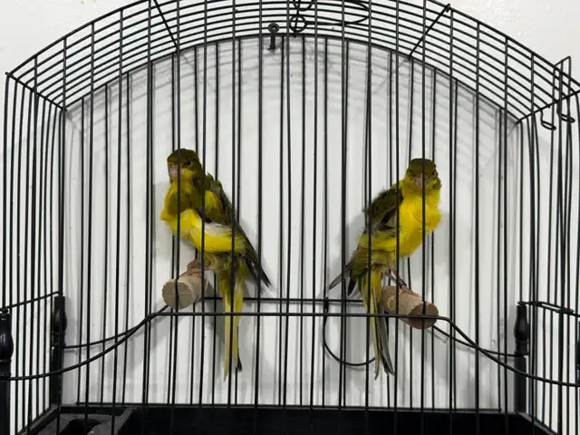 Southern Frill Canary for sale - Photo 10