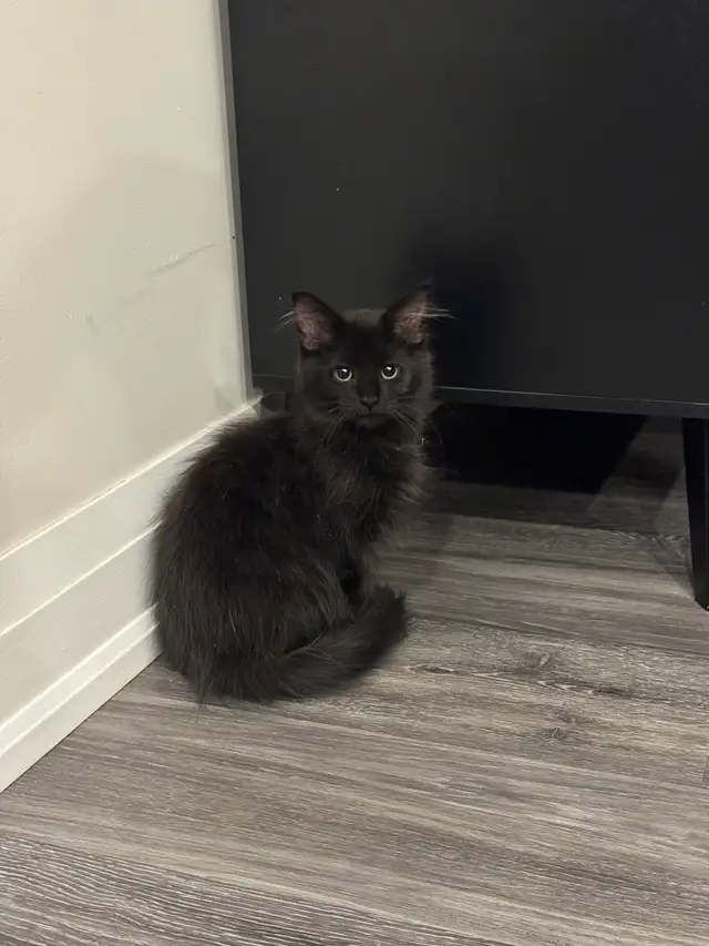Domestic Longhair Black Kitty