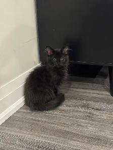 Domestic Longhair Black Kitty
