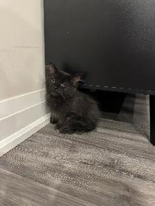 Domestic Longhair Black Kitty - Photo 2