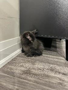 Domestic Longhair Black Kitty - Photo 3